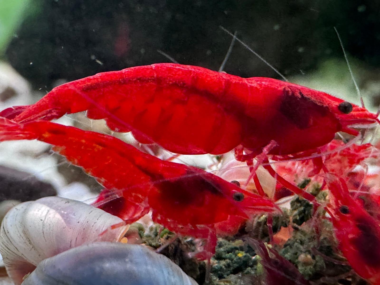 Neocaridina Bloody Mary garnalen, Kreeft, Krab of Garnaal