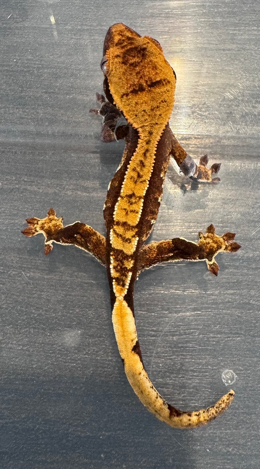 100% het Axanthic Dark Based Harlequin wimpergekko Crested Gecko - unknown for sale from Ray Closer