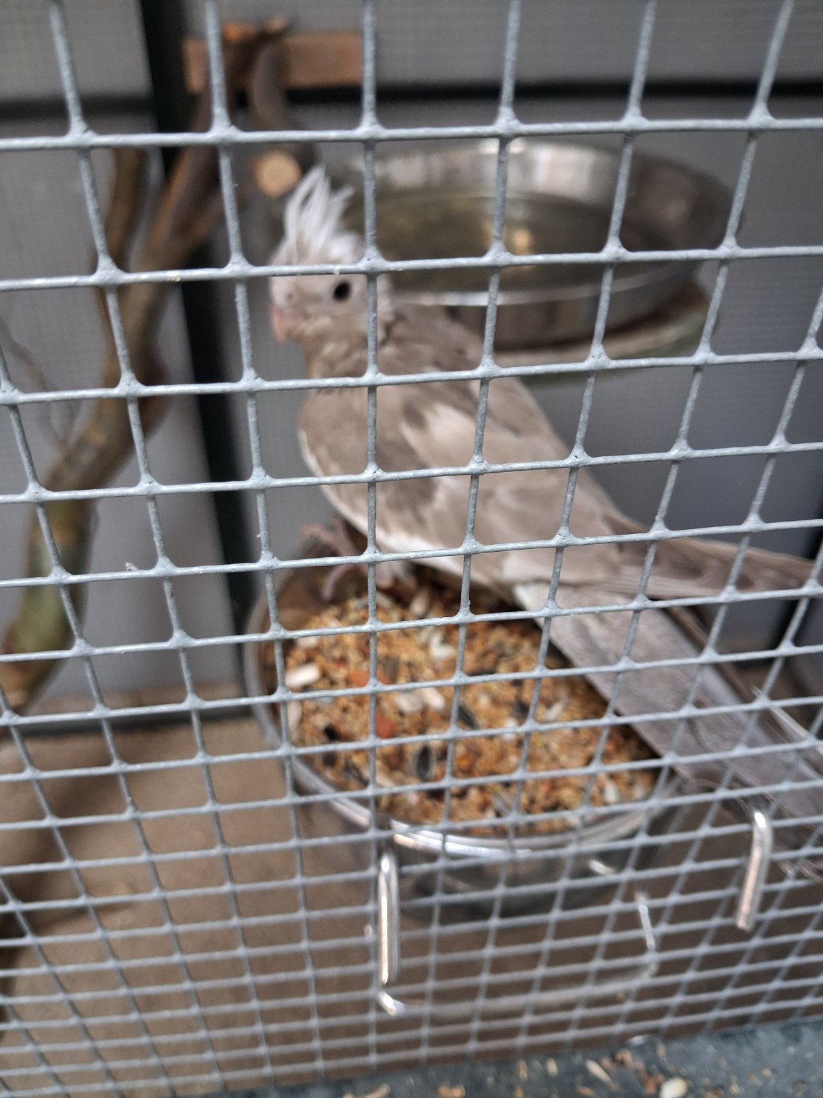5 jonge valkparkieten, Dieren en Toebehoren, Konijnen, Meerdere dieren, Groot