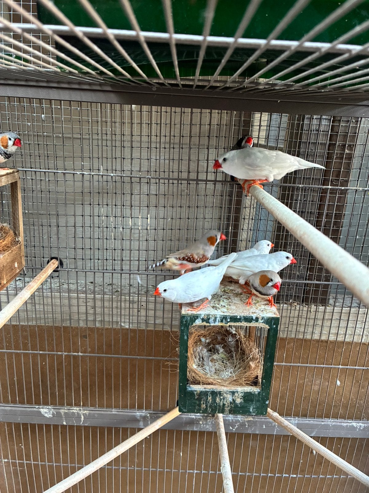 Zebravinken met kooi, Dieren en Toebehoren, Vogels | Overige Vogels, Meerdere dieren