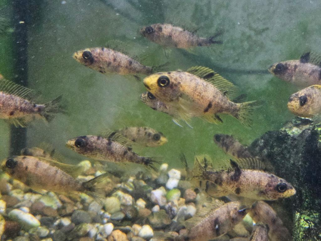 Mooie Aulonocara multicolor jongen +/- 4cm, Dieren en Toebehoren, Vissen | Aquariumvissen, Vis