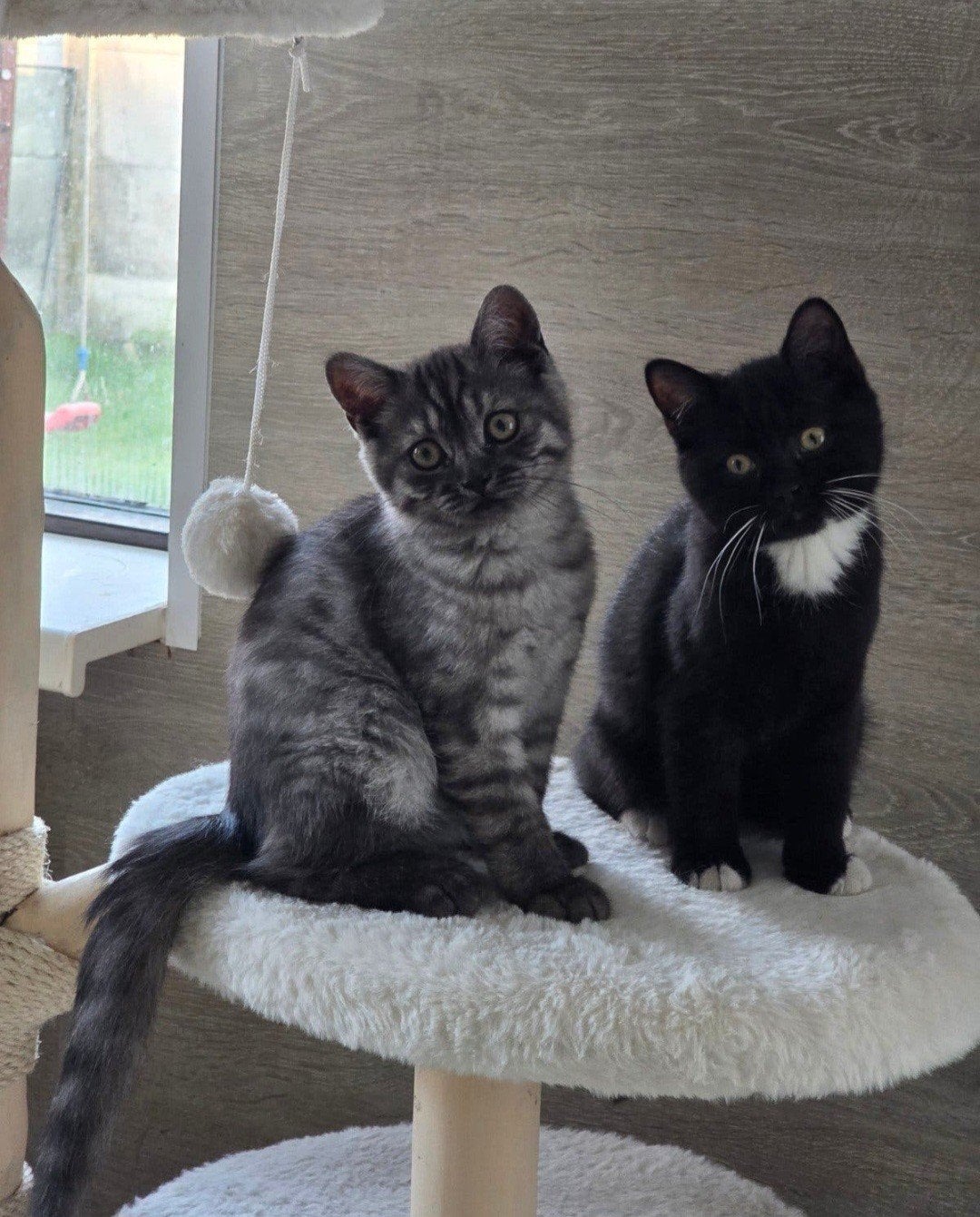 100% Raszuivere Brits Korthaar kitten – zwart wit, Kater
