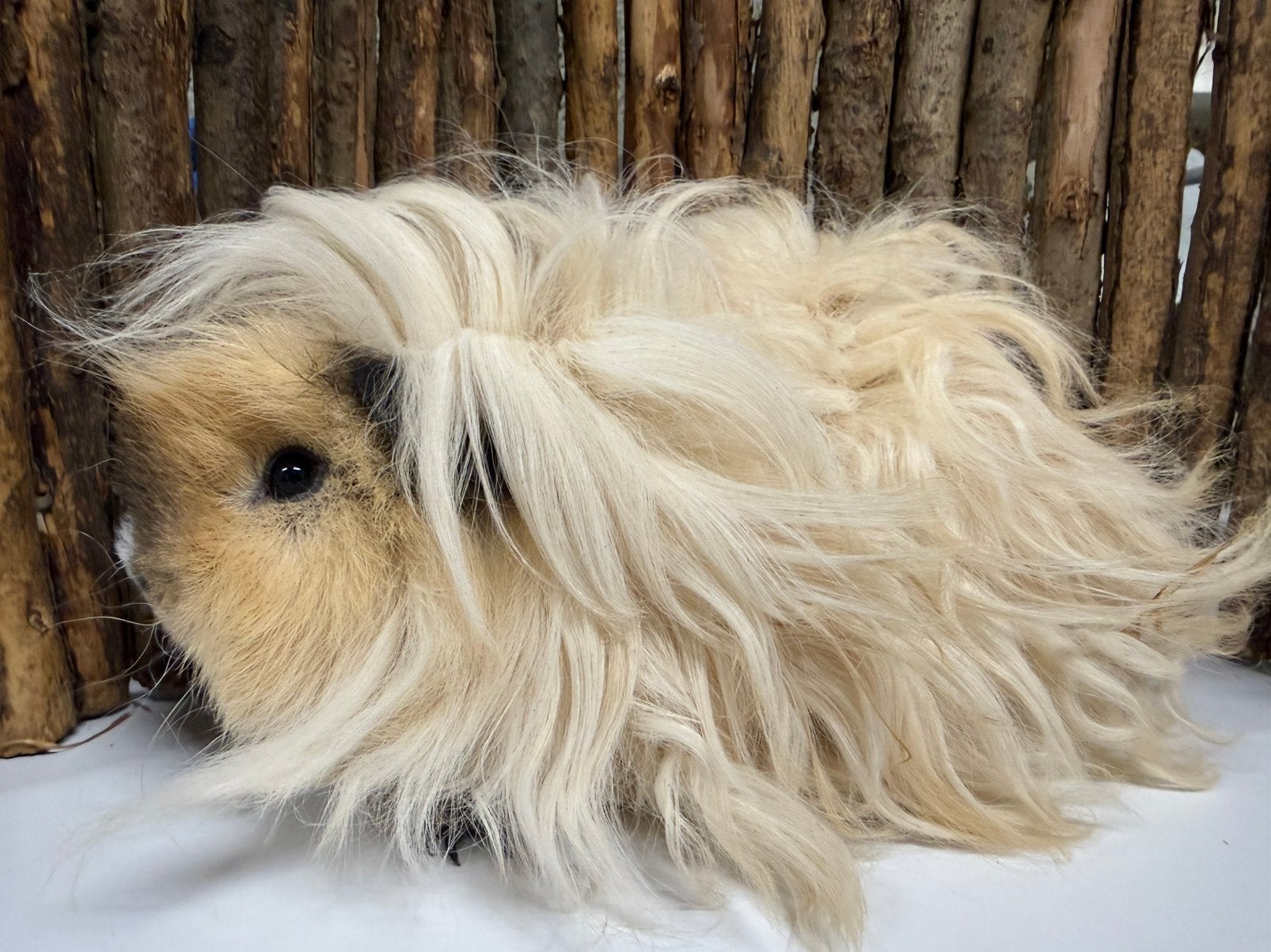 Beertje lunkarya california creme, Dieren en Toebehoren, Cavia, Juni, Mannelijk, Tam