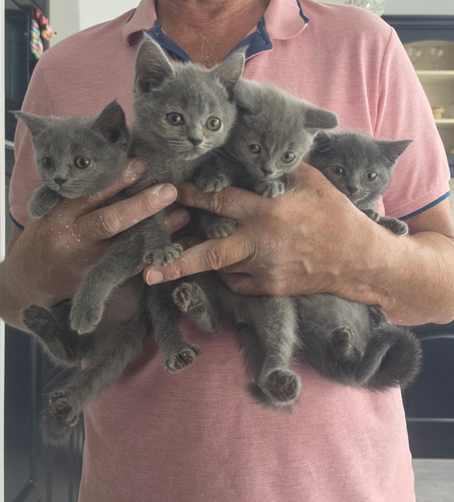 britse korthaar kitten, Dieren en Toebehoren, Kater