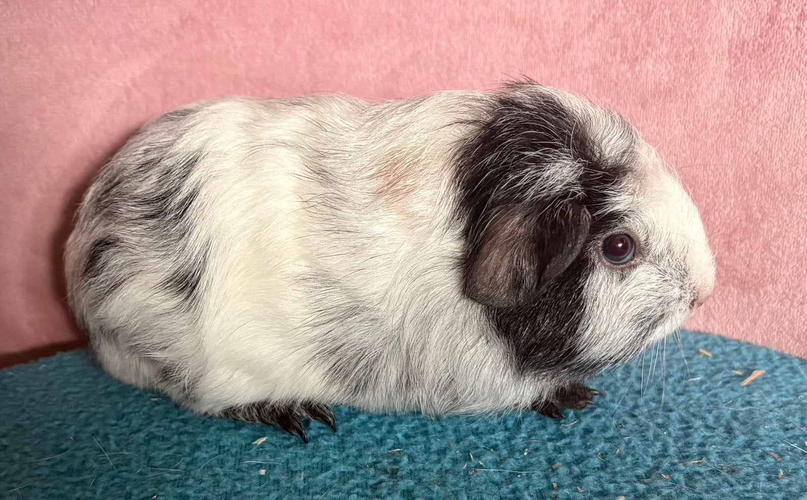 Skinny drager cavia beertje dalmatier, Cavia, Juni, Mannelijk, Tam