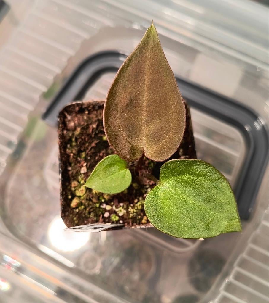 Anthurium (KOS x Forgetii) X AOS dfgf, Ophalen of Verzenden, Halfschaduw, Minder dan 100 cm