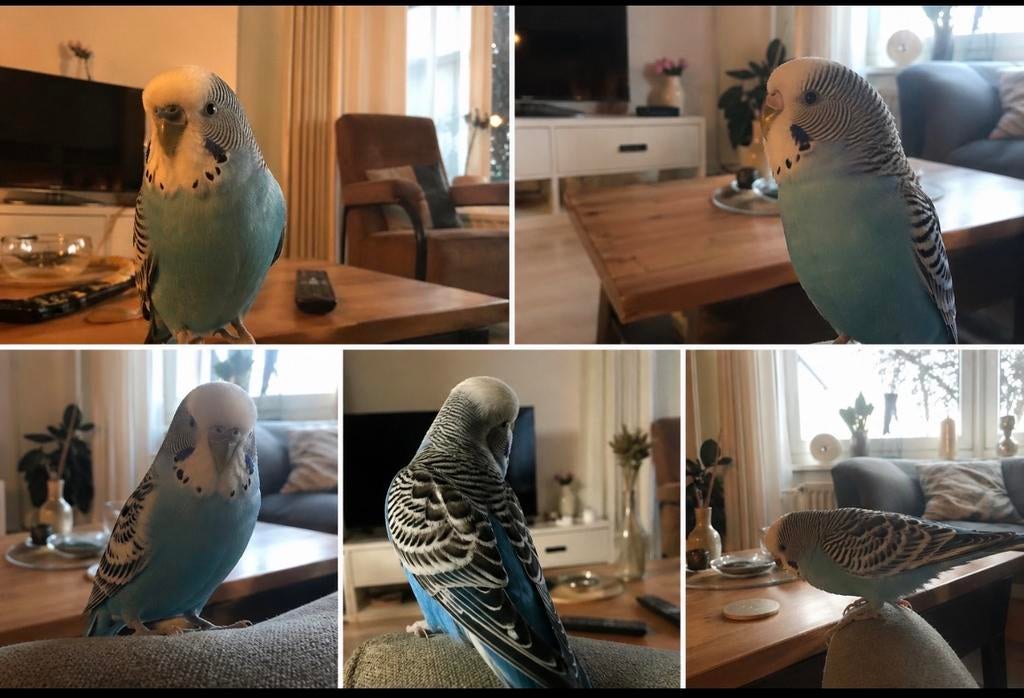 Parkiet, Dieren en Toebehoren, Vrouwelijk, Parkiet