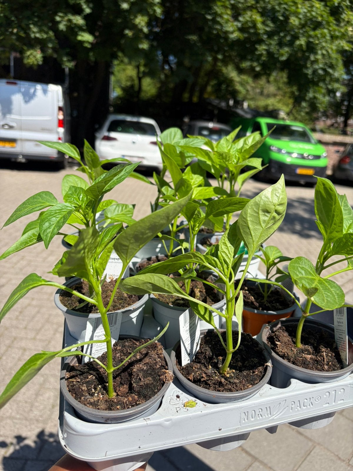 Groenteplantjes: Tomaat, Aubergine, calendula, nasturtiums, Tuin en Terras, Planten | Tuinplanten, Ophalen, Volle zon, Groenteplanten