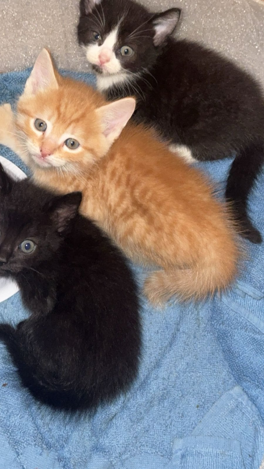 Kittens