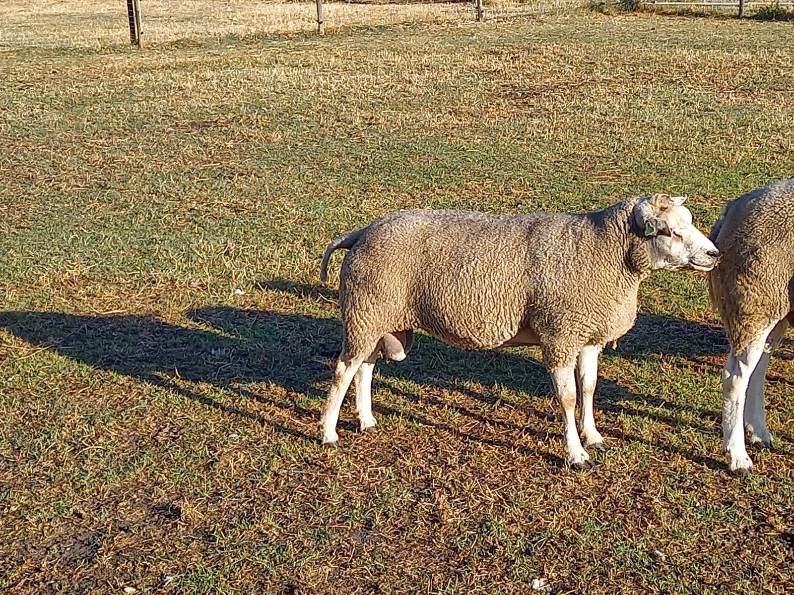overjarige  dekrammen, Meerdere dieren, Schaap