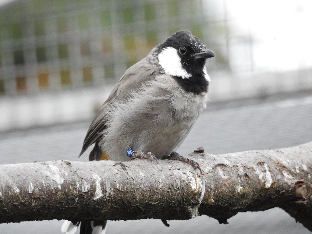 koppel irakese buulbuul, Dieren en Toebehoren, Meerdere dieren