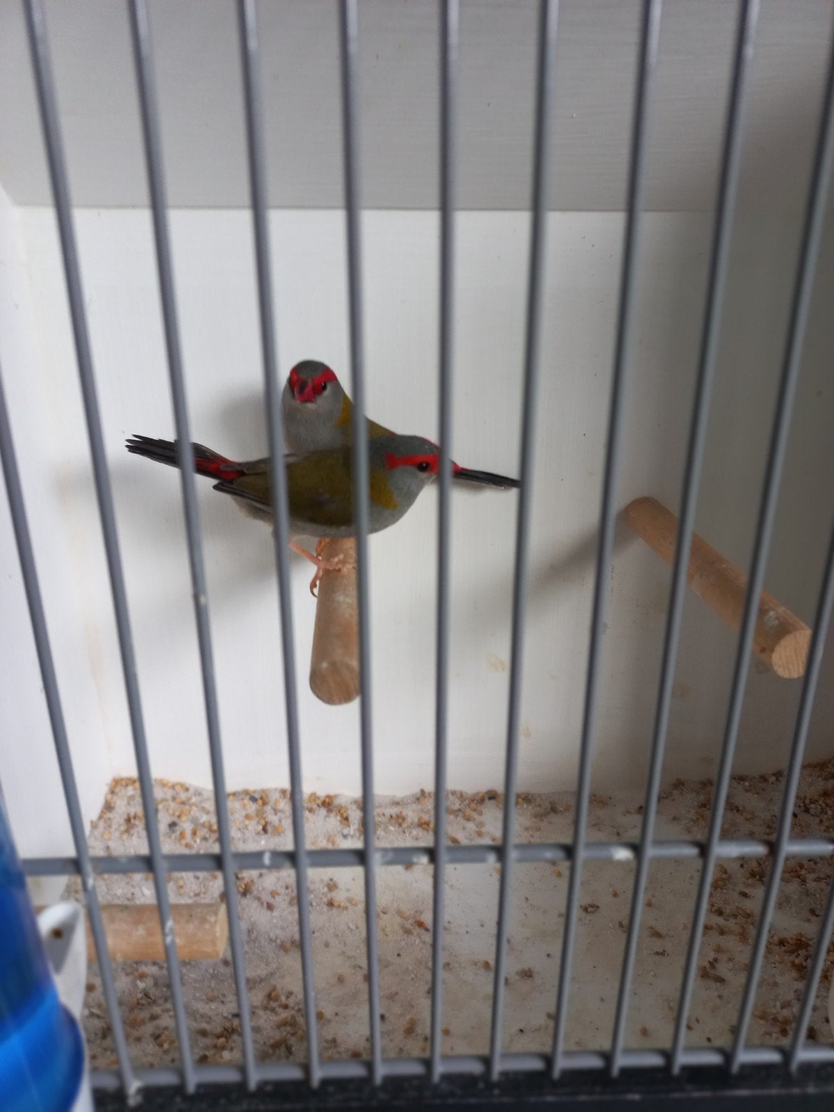 tropen vogels  dornastrildes, Mannelijk, Geringd