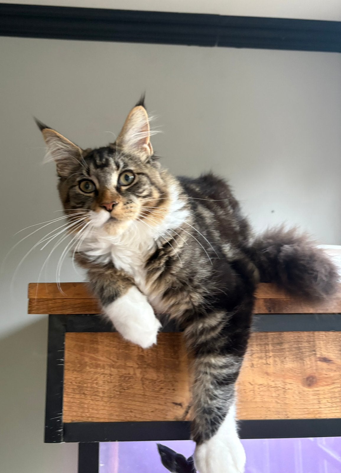 Prachtige maine coon kater met stamboom 6 maanden oud, Kater, Met stamboom, 0 tot 2 jaar