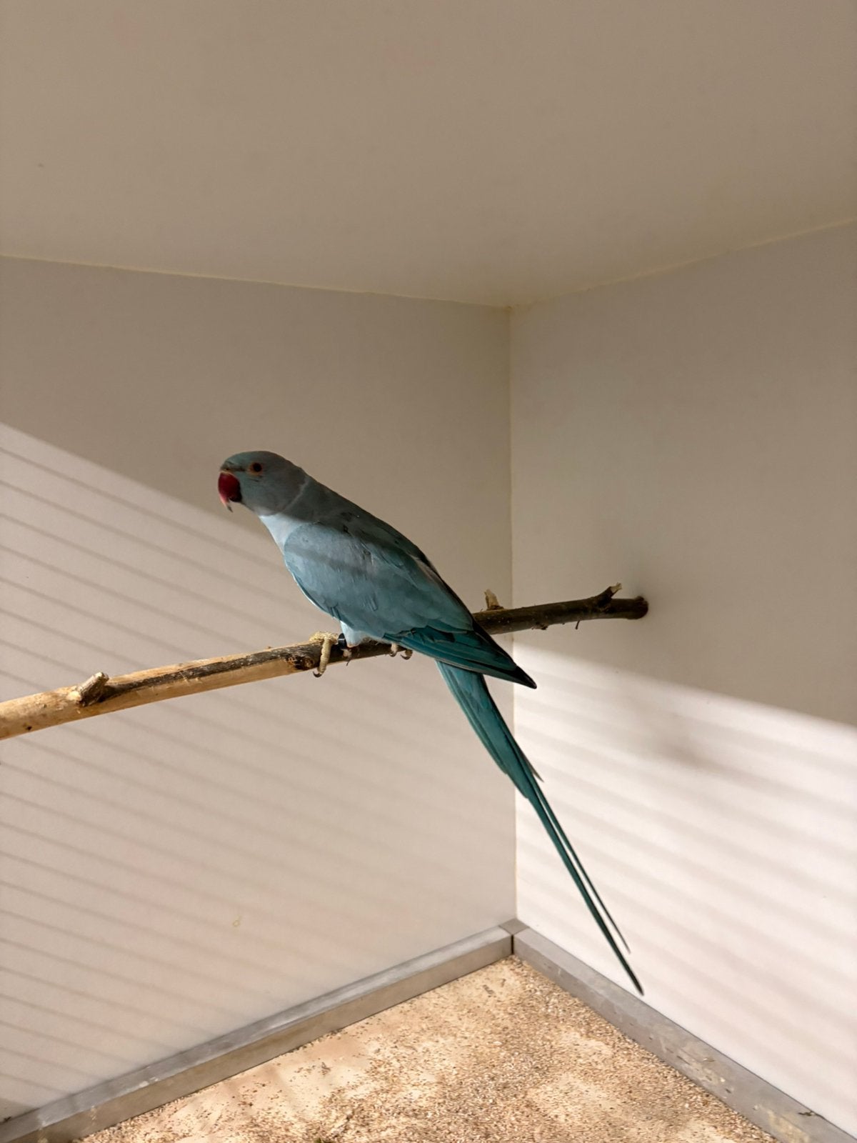 Prachtige forse blauwe halsband parkiet., Mannelijk, Parkiet, Geringd