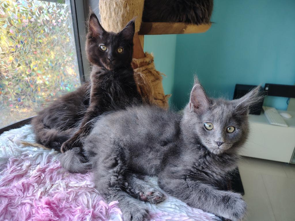 Main coon kittens blue en black, Dieren en Toebehoren, Meerdere dieren, Met stamboom, 0 tot 2 jaar