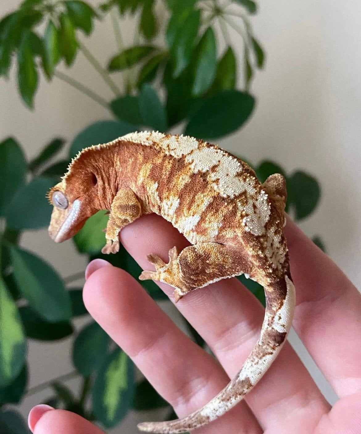 Wimper gekko - crested gecko Crested Gecko - unknown for sale from Elroy van den brink