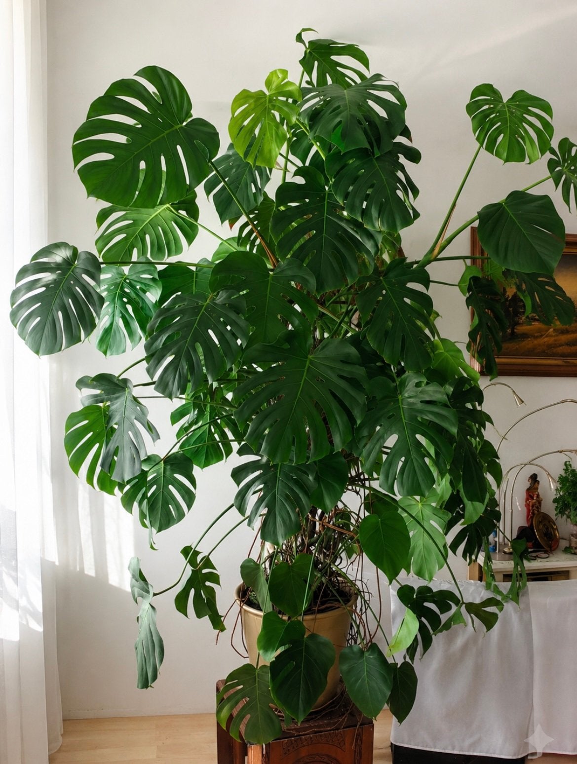 Monstera plant, Huis en Inrichting, Kamerplanten, Ophalen, Halfschaduw, Minder dan 100 cm