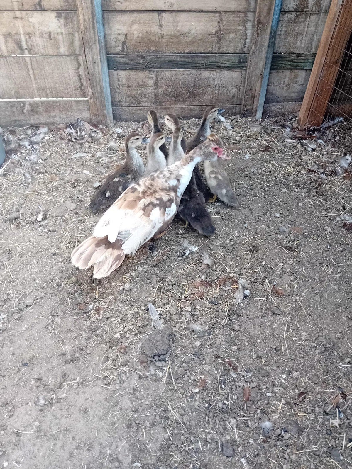 moeder eend met kuikens muskus kaapse, Meerdere dieren, Eend