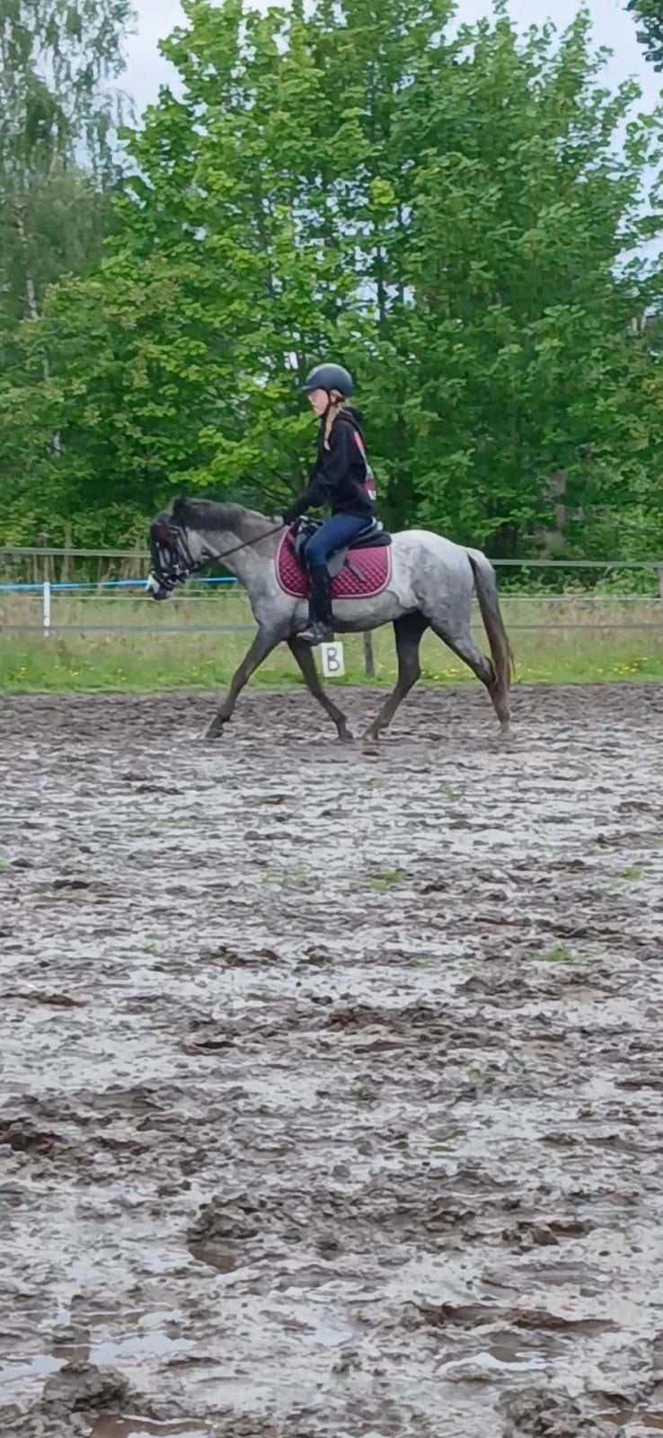 verzorgponys aangeboden aarle rixtel, Ophalen, Nieuw