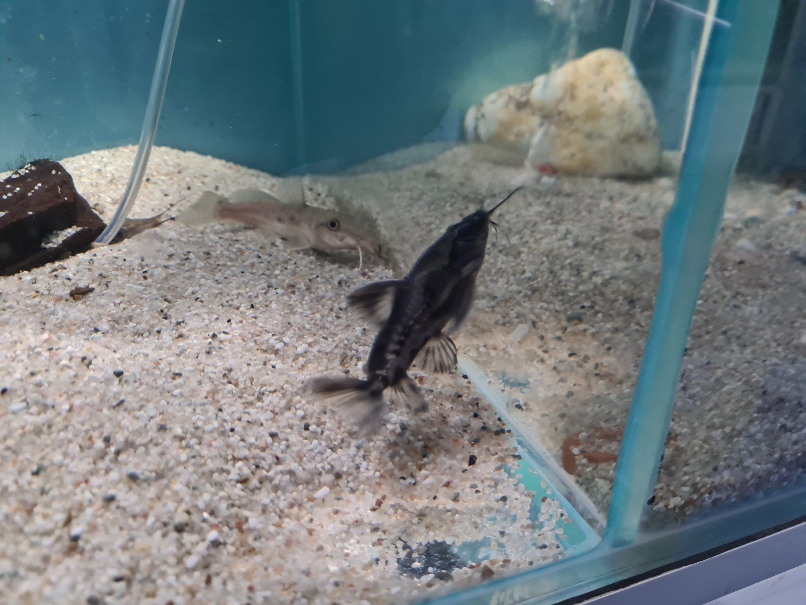 Irwini meerval, Megalodoras uranoscopus, Dieren en Toebehoren, Vissen | Aquariumvissen, Vis, Zoetwatervis