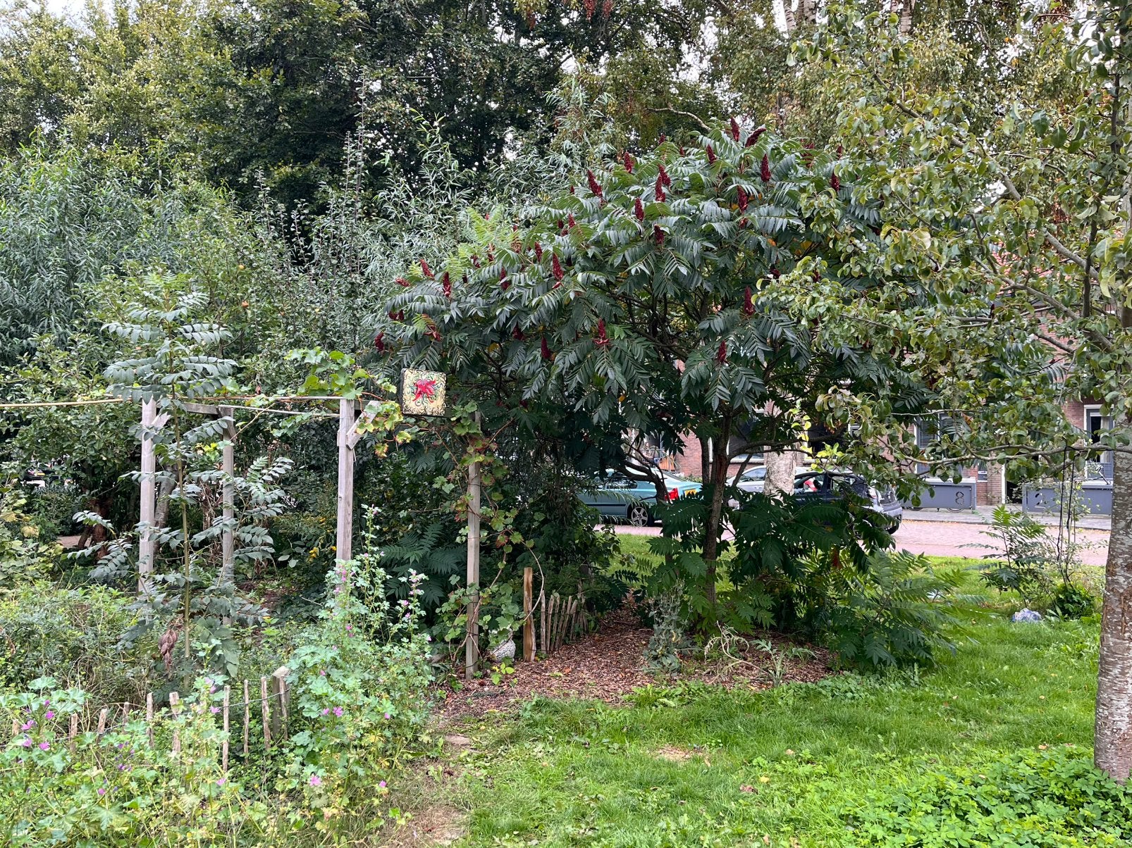 Gratis Aardbeiplanten en Fluweel boom stekjes, Ophalen, Overige soorten, Volle zon
