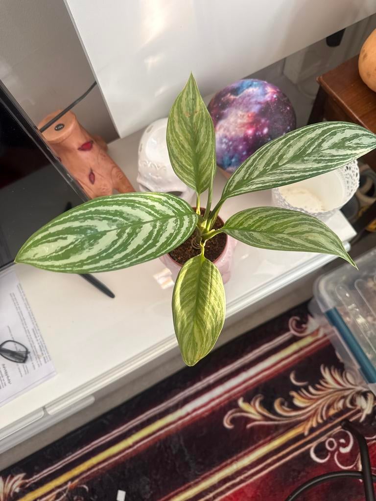 Aglaonema banded, Ophalen, Overige soorten, Halfschaduw, In pot