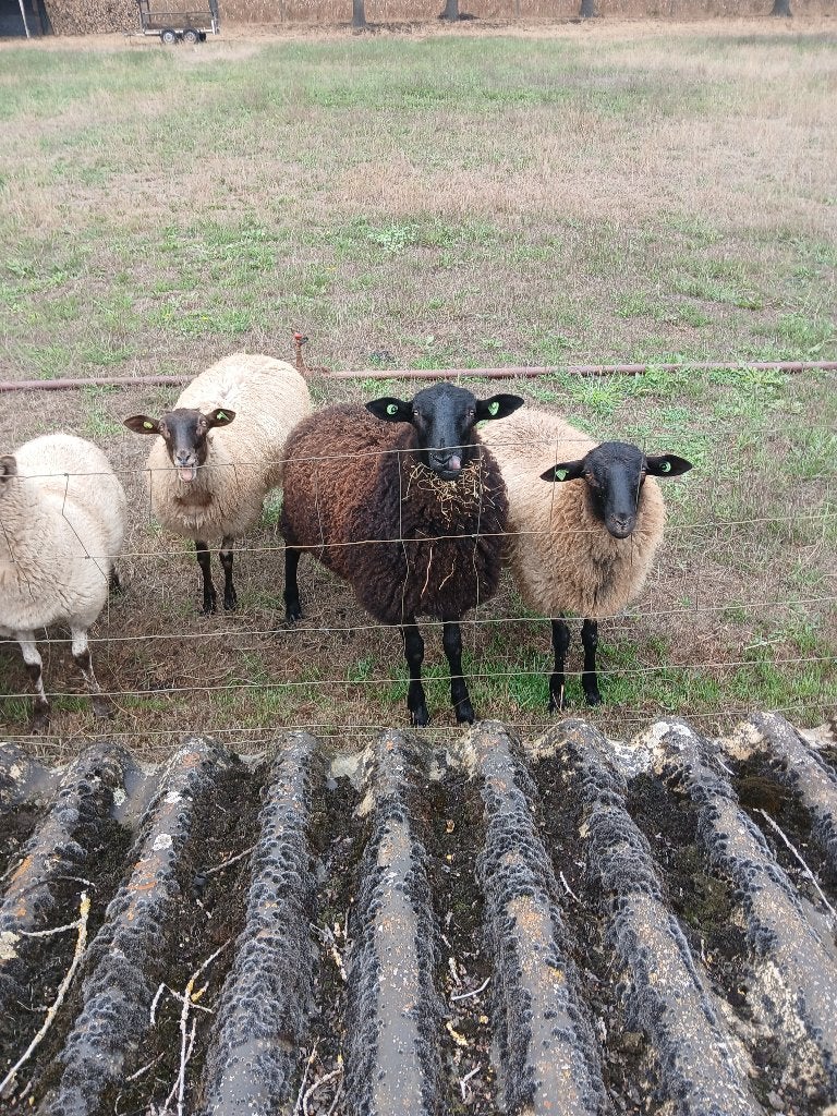 Schoonebeeker/Schoonebeker rammen, Mannelijk, Schaap, 0 tot 2 jaar