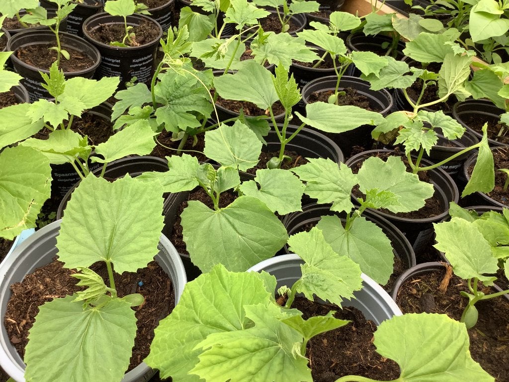 Sopropo planten planten 4,00 euro per plant, Ophalen of Verzenden, Eenjarig, Overige soorten, Volle zon