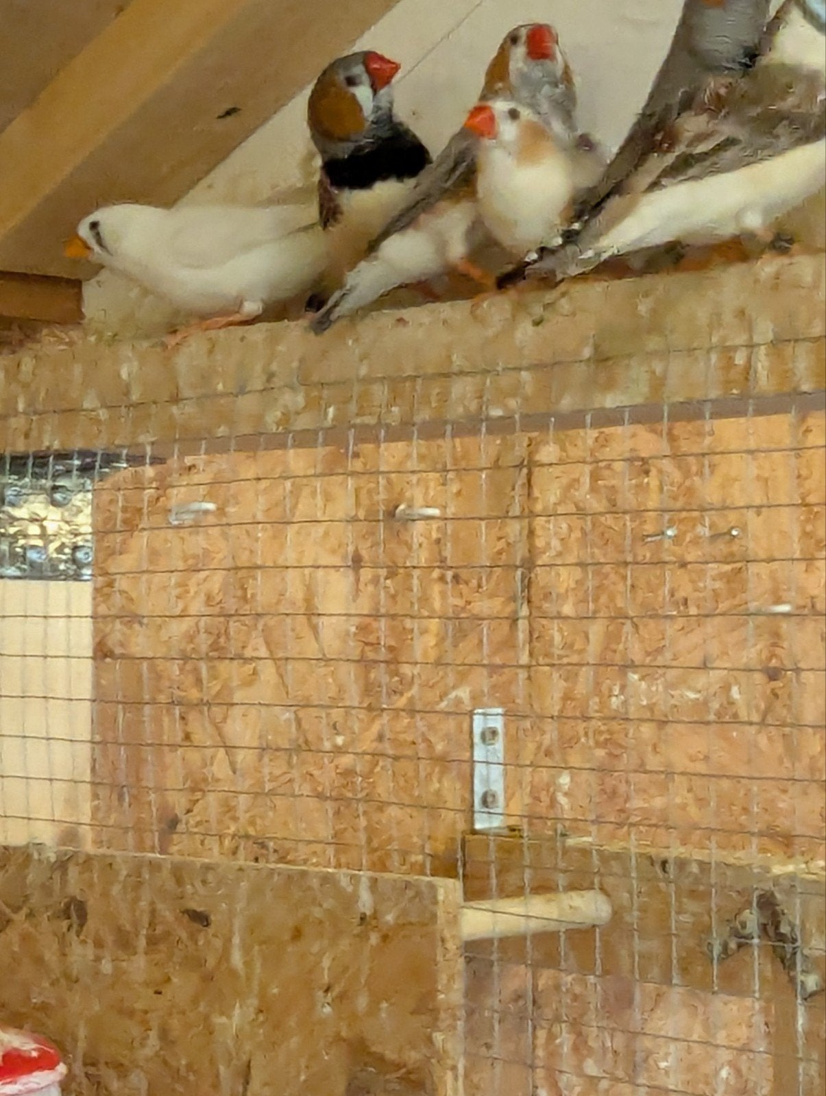 ZEBRAVINKEN., Dieren en Toebehoren, Meerdere dieren, Tropenvogel
