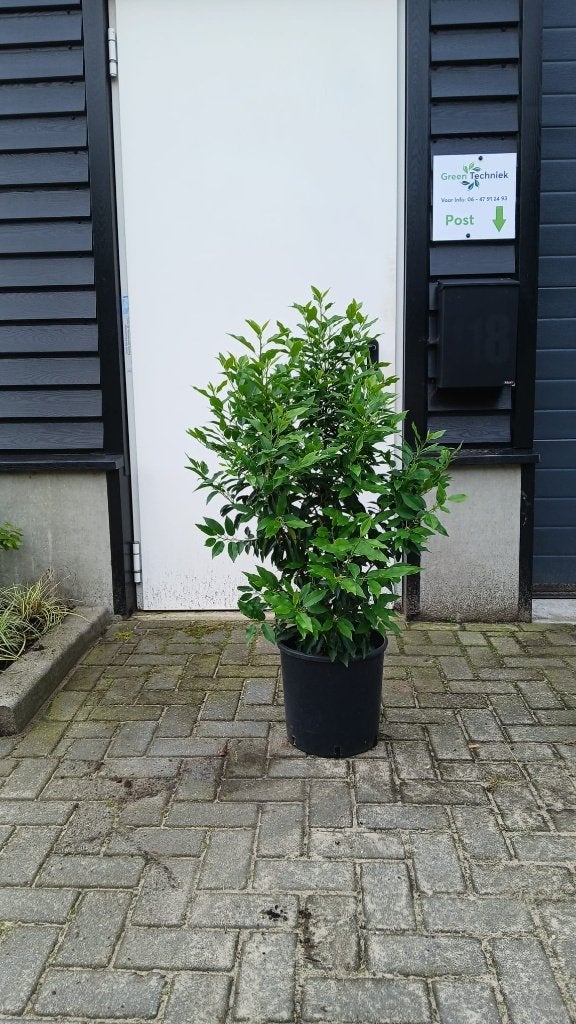 Prunus lusitanica angustifolia 100 cm hoog €14,50, Ophalen of Verzenden, Laurier, Haag, 100 tot 250 cm