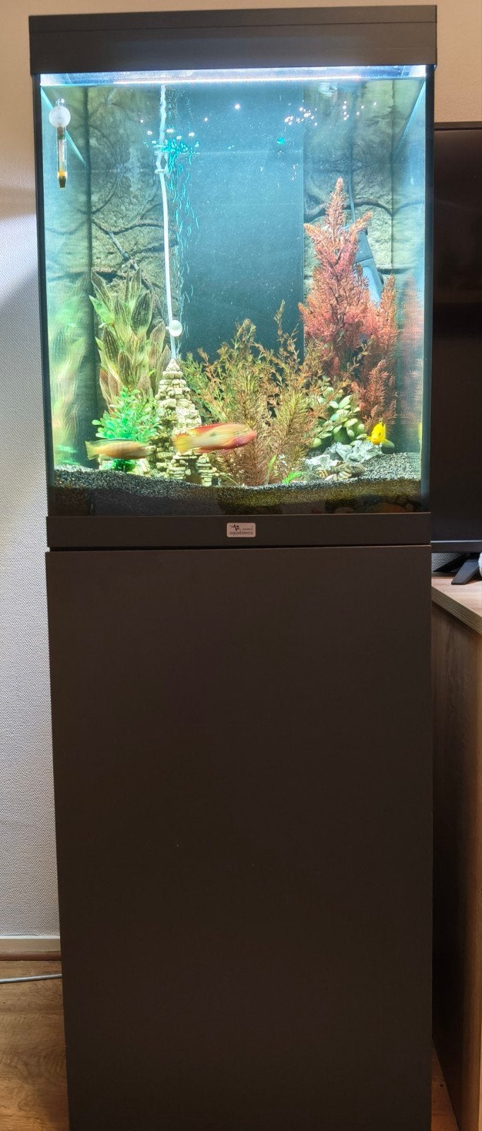 aquarium, Ophalen, Aquatlantis, Zo goed als nieuw, Leeg aquarium