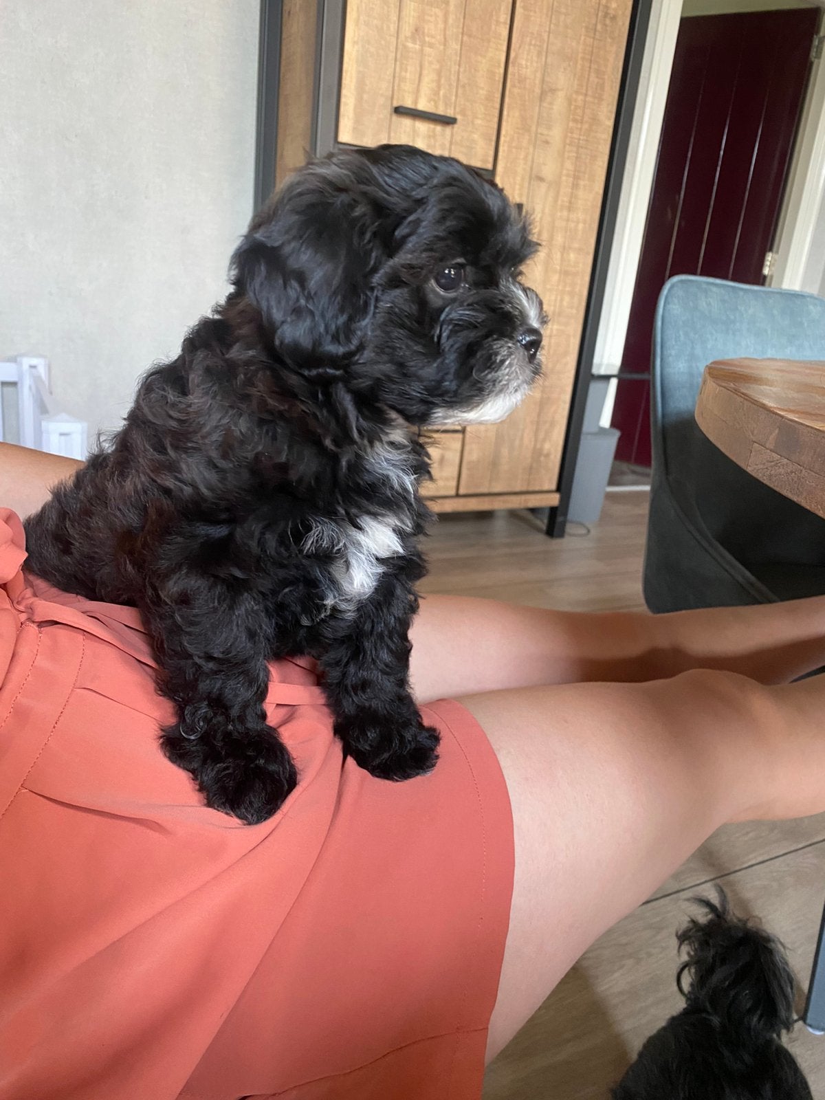Lieve Shihpoo pups (nog 1 reutje), Parvo, Overige rassen, 8 tot 15 weken, Meerdere