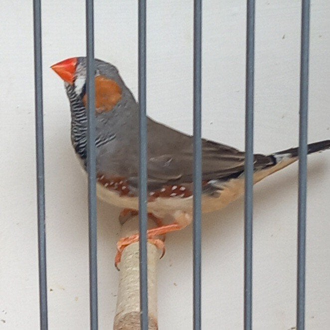 Fors koppel wildkleur grijze zebravinken, broedrijp., Dieren en Toebehoren, Vogels | Overige Vogels, Meerdere dieren, Tropenvogel