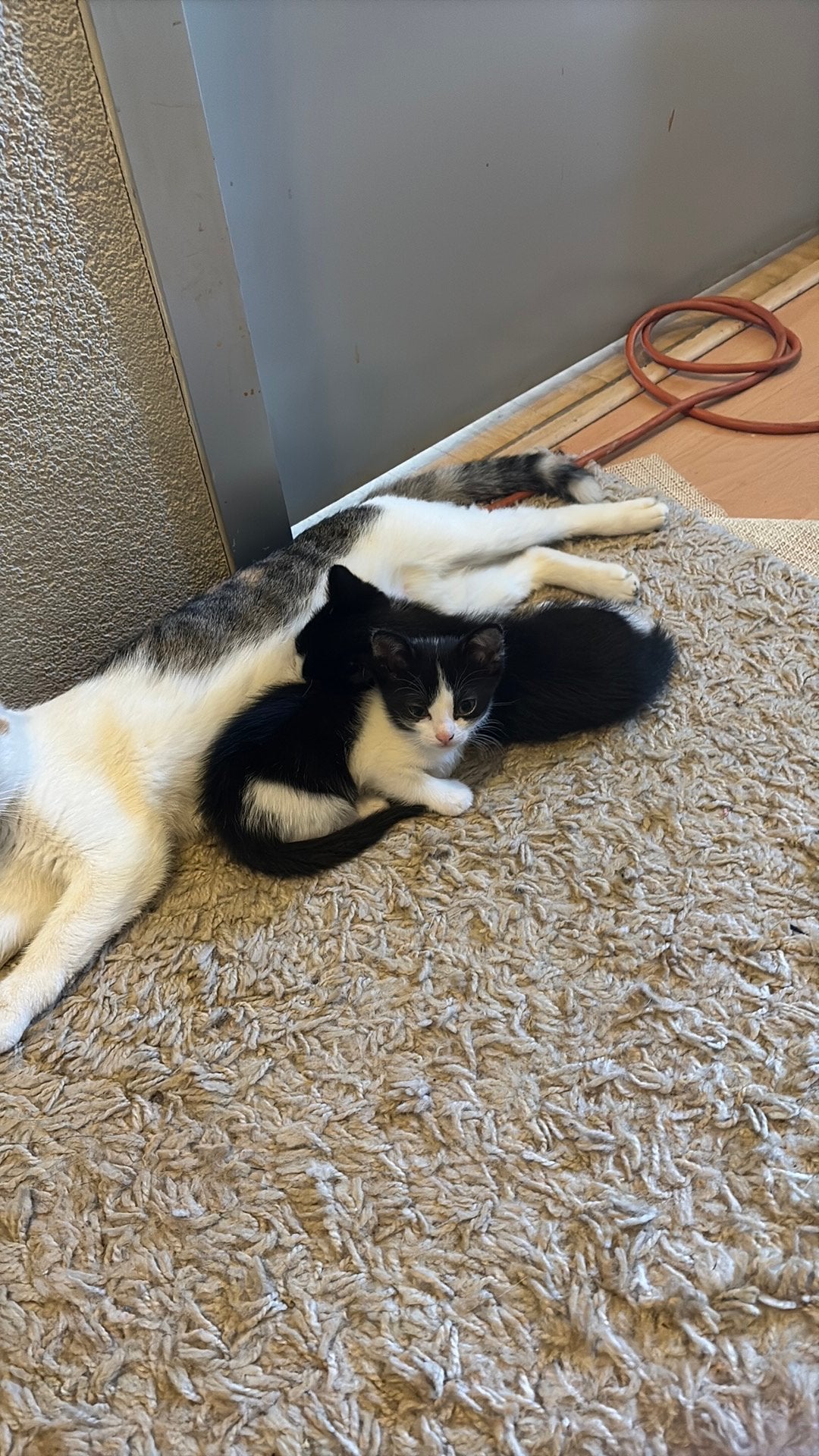 Kittens, Meerdere dieren, Kortharig, 0 tot 2 jaar