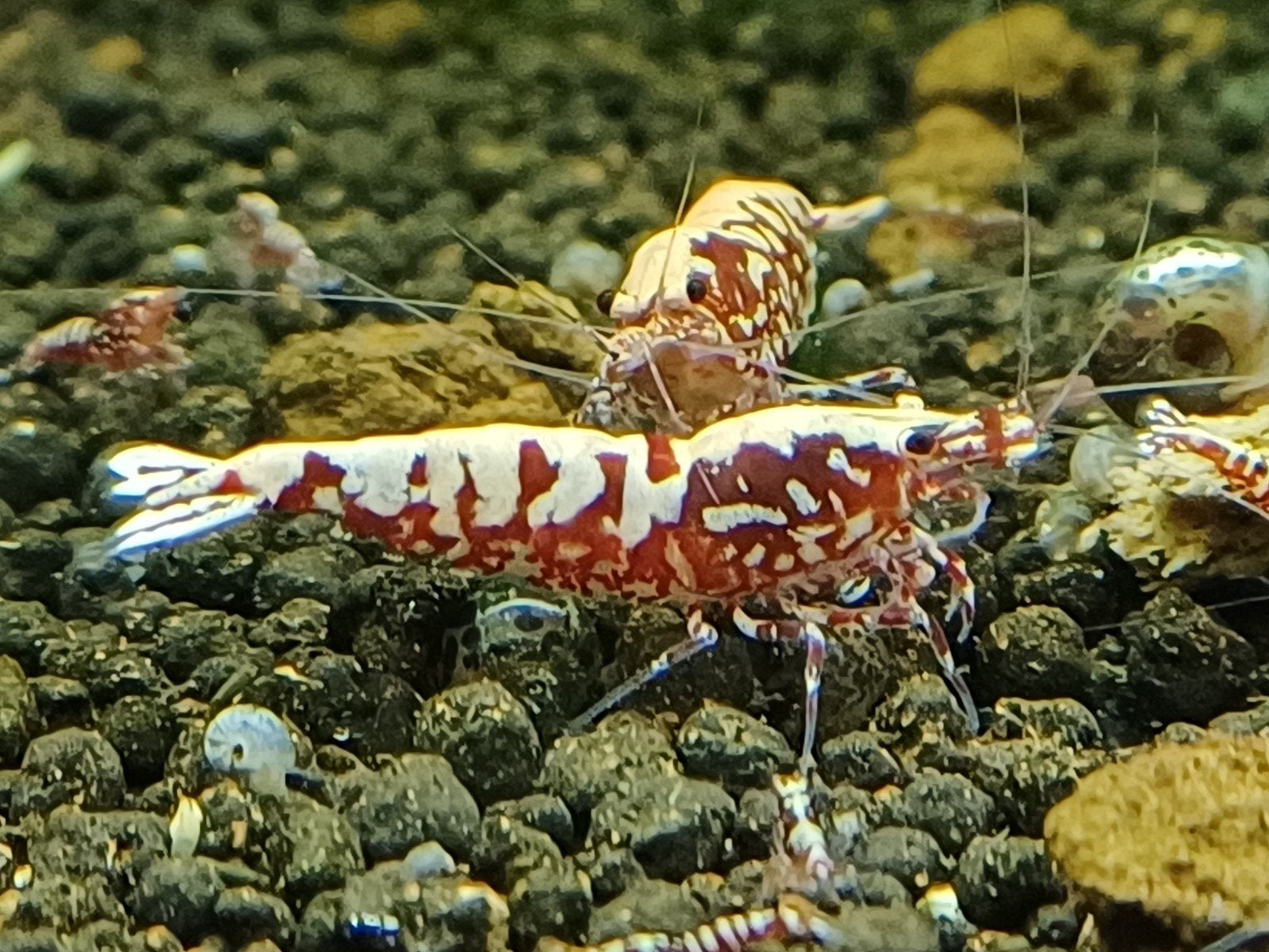 Galaxy fisbone/ Snowflake, Kreeft, Krab of Garnaal