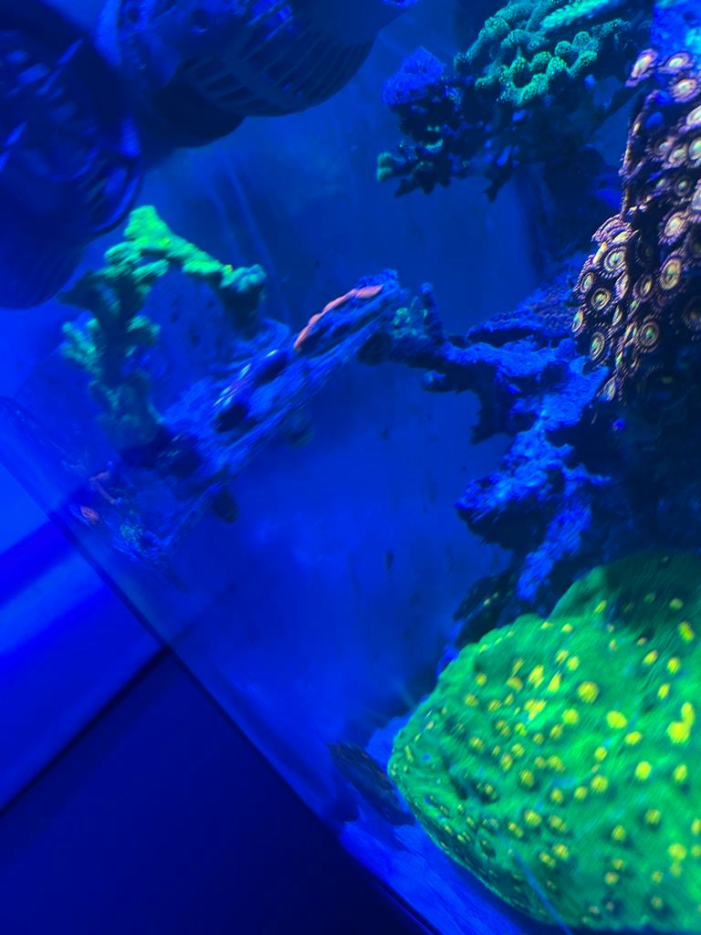 koraal moeder dier en stekken voor minder dan hobby prijzen, Ophalen, Nieuw, Gevuld zeewateraquarium