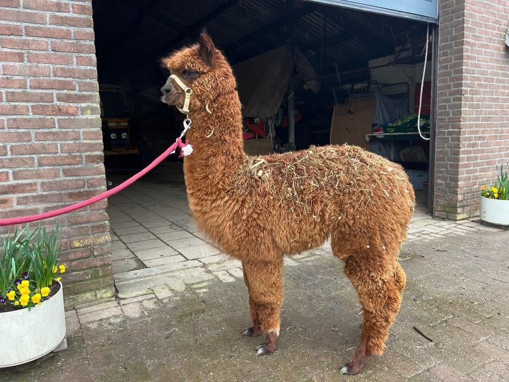 Mooie bruine alpaca merrie te koop, één jaar oud, Dieren en Toebehoren, Juni, Vrouwelijk