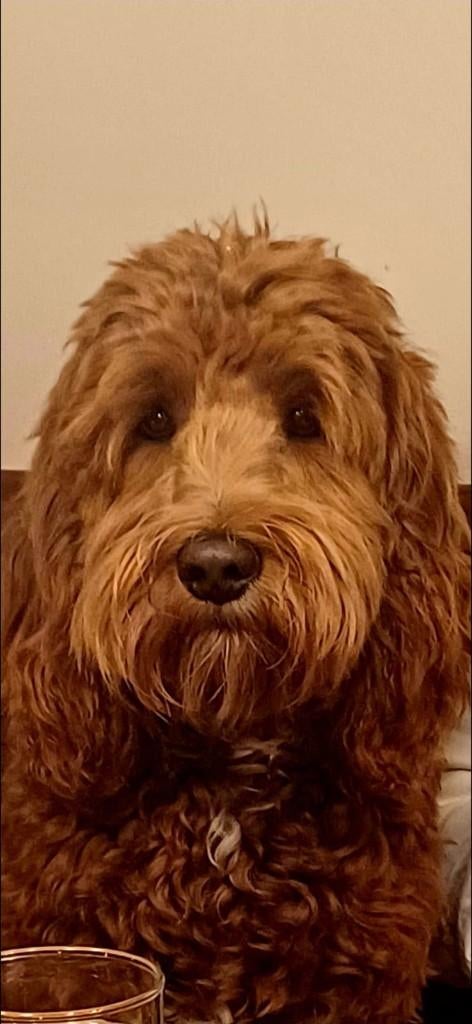 Prachtige dekreu 100 % Australian Labradoodle Lando, Dieren en Toebehoren, Parvo, Nederland, Reu, 1 tot 2 jaar
