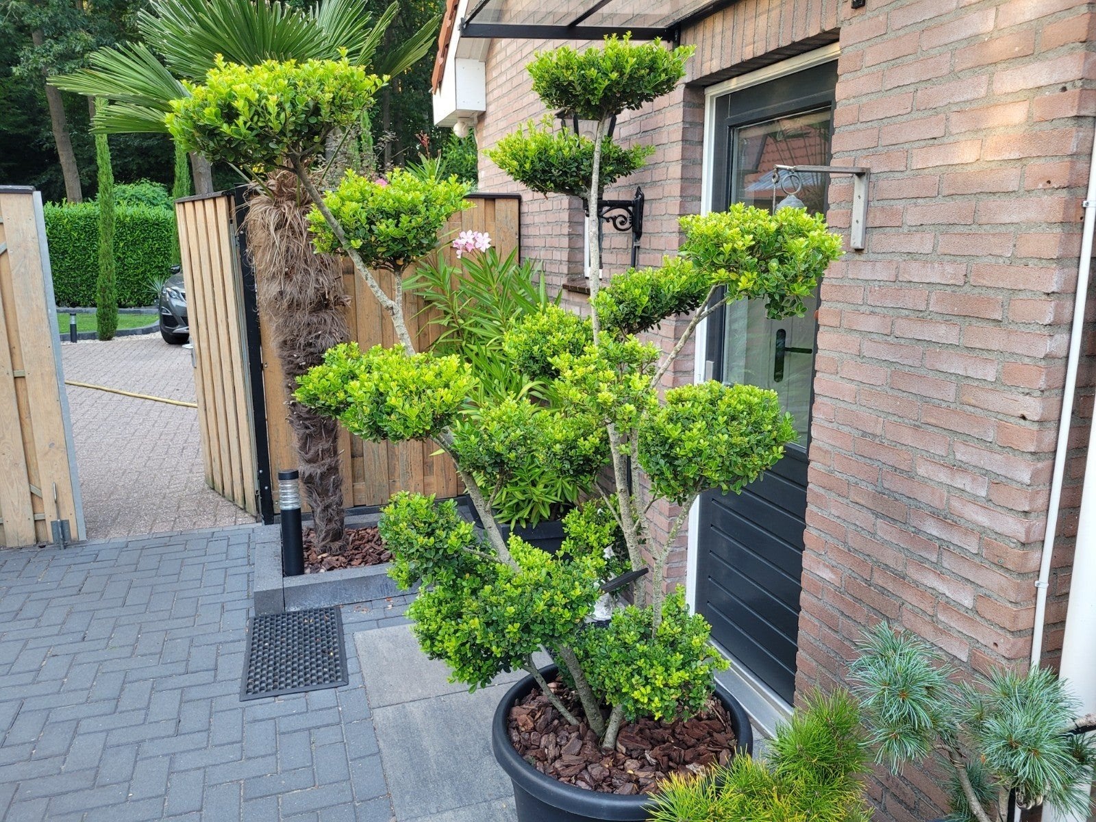 Meerstammige Ilex Crenata ' Pon Pon 180-190cm, Ophalen, Overige soorten, Halfschaduw