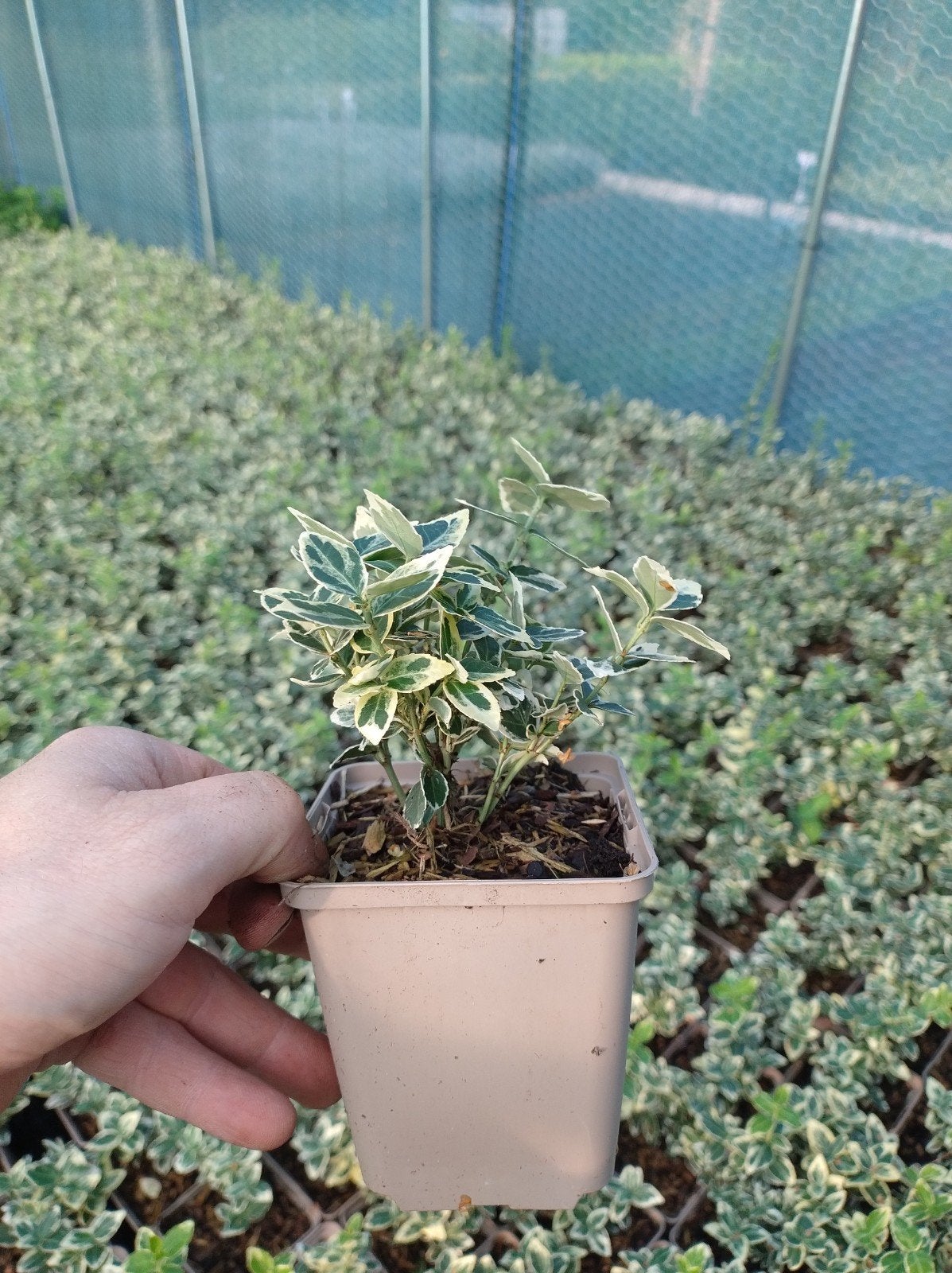 Kardinaalsmuts bodembedekker en haagplant. Euonymus P9, Bodembedekkers, Vaste plant, Ophalen of Verzenden, Bloeit niet