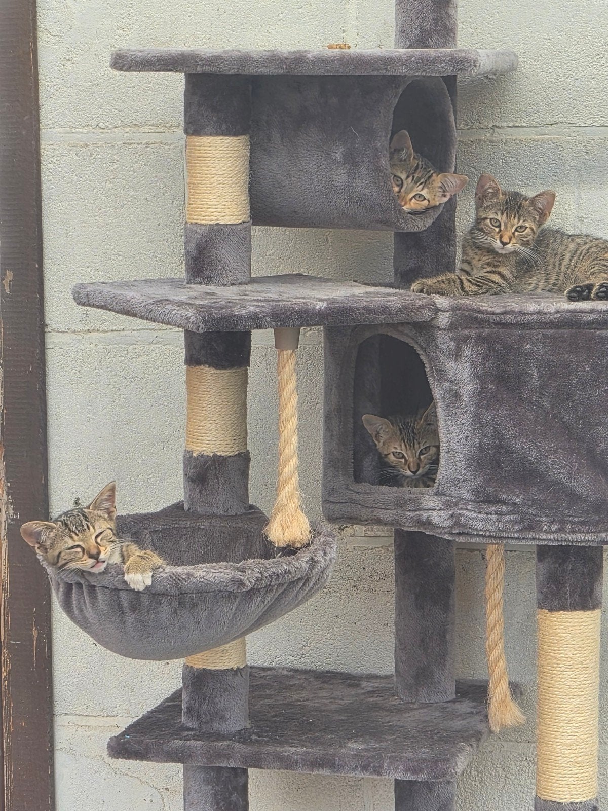 Vier getreepte kittens zoeken een nieuw huisje, Poes, Kortharig, 0 tot 2 jaar