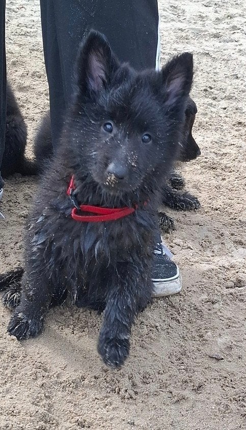 Groenendaeler pups met stamboom, 8 tot 15 weken, Meerdere, Meerdere dieren, Nederland