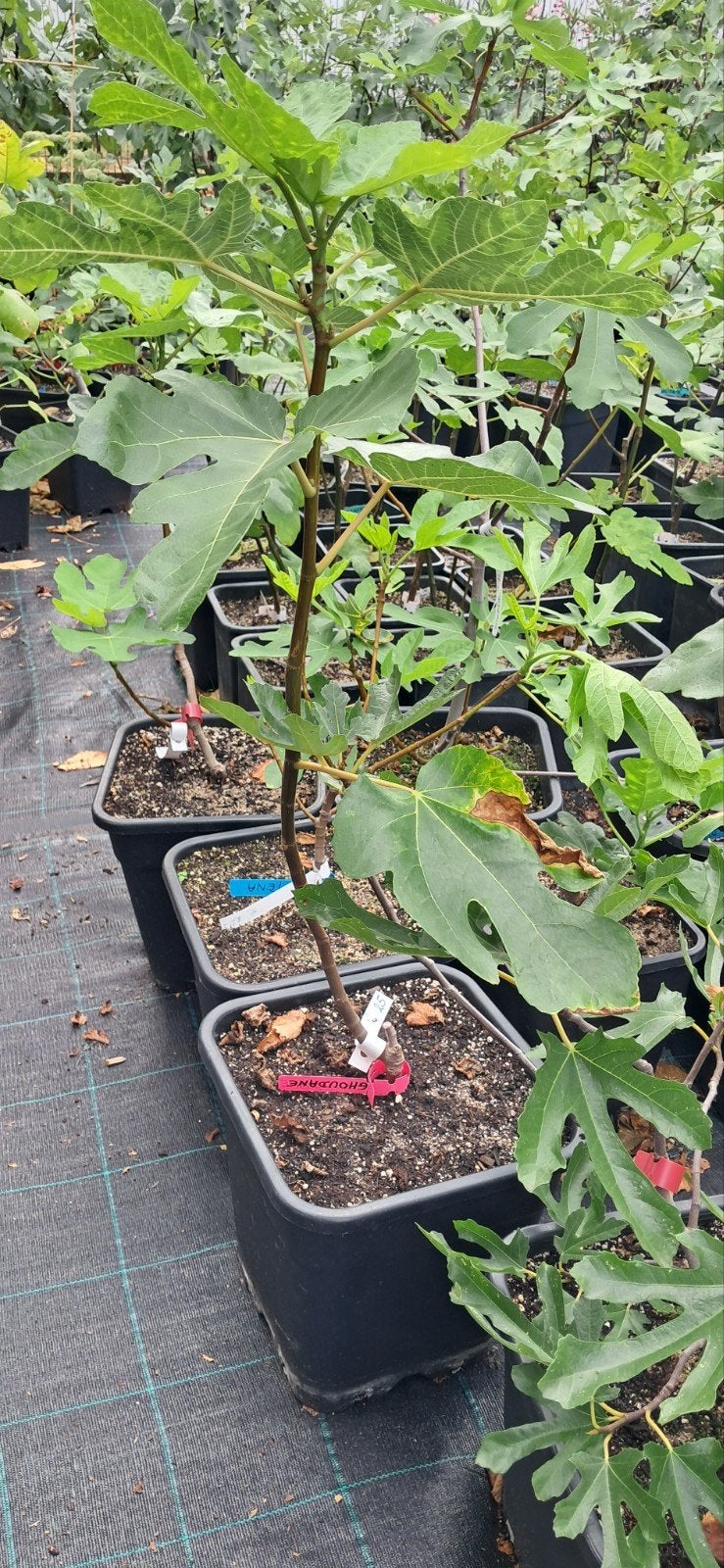 Ghoudanne vijgenboom, Tuin en Terras, Ophalen, Vijgenboom