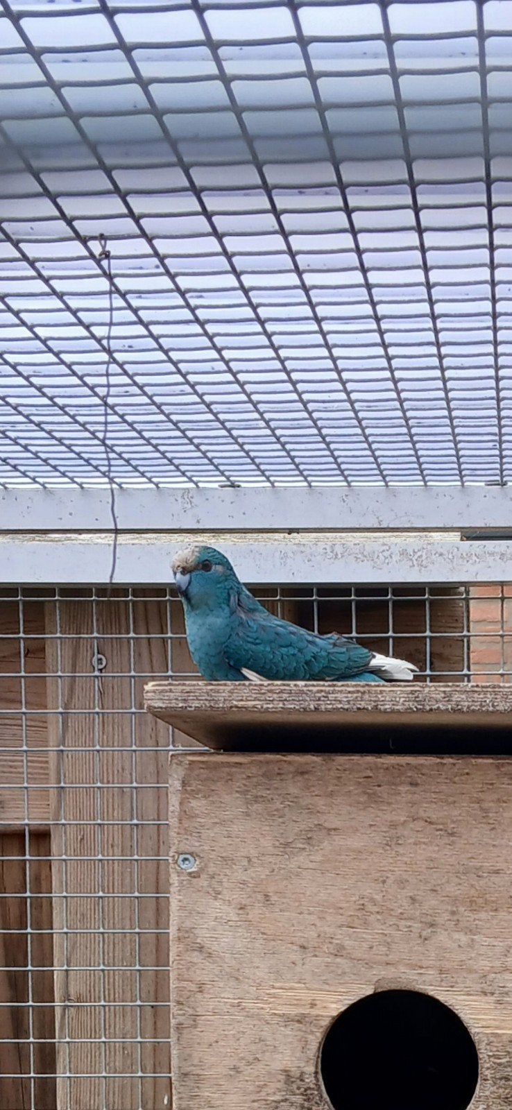 kakariki blauw, Meerdere dieren, Parkiet