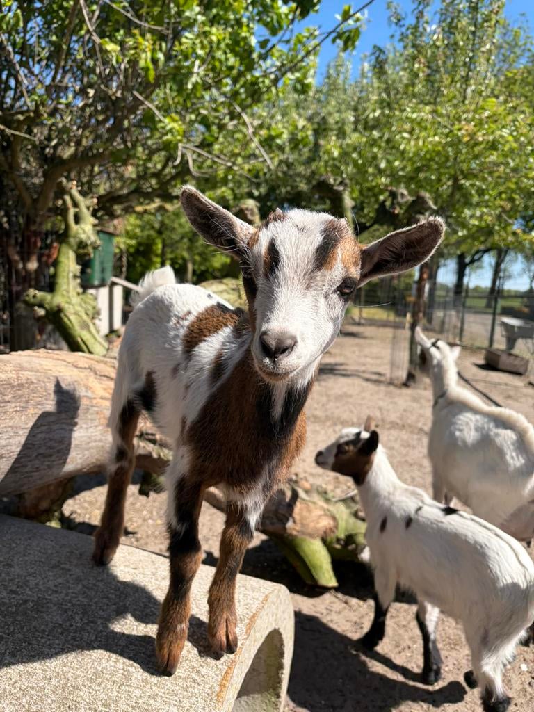 Mini dwerggeitje, Dieren en Toebehoren, Meerdere dieren, Geit, 0 tot 2 jaar