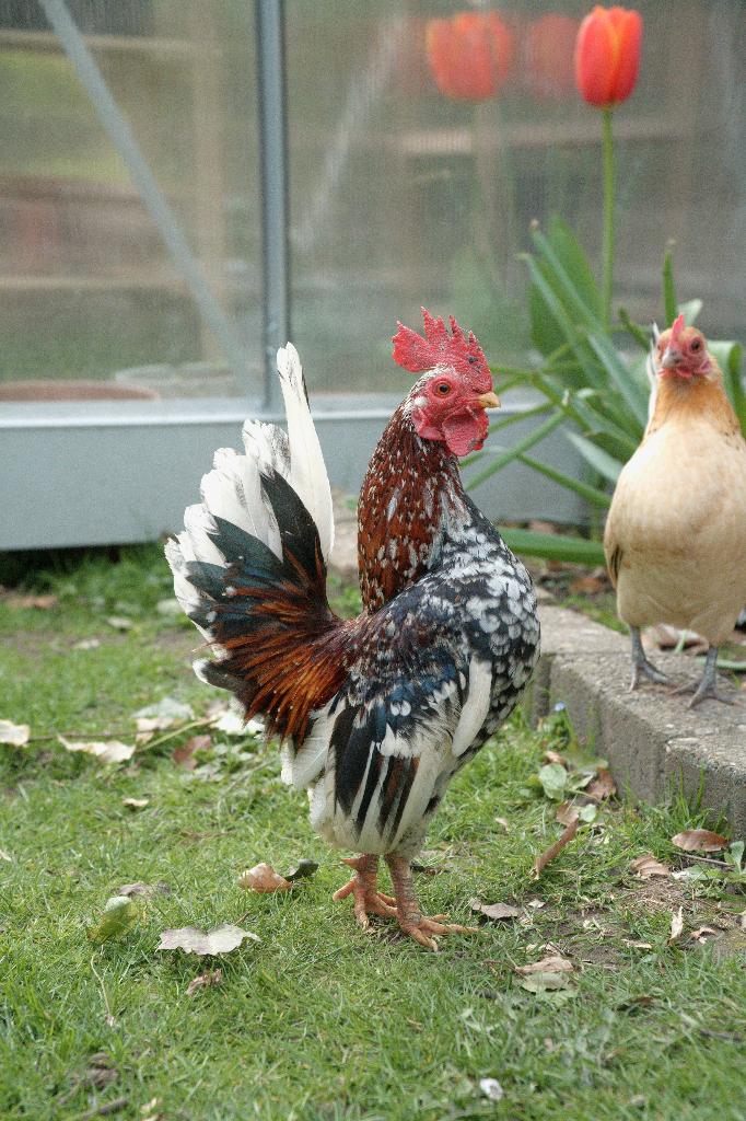 Serama haan Abby, Dieren en Toebehoren, Pluimvee, Mannelijk, Kip
