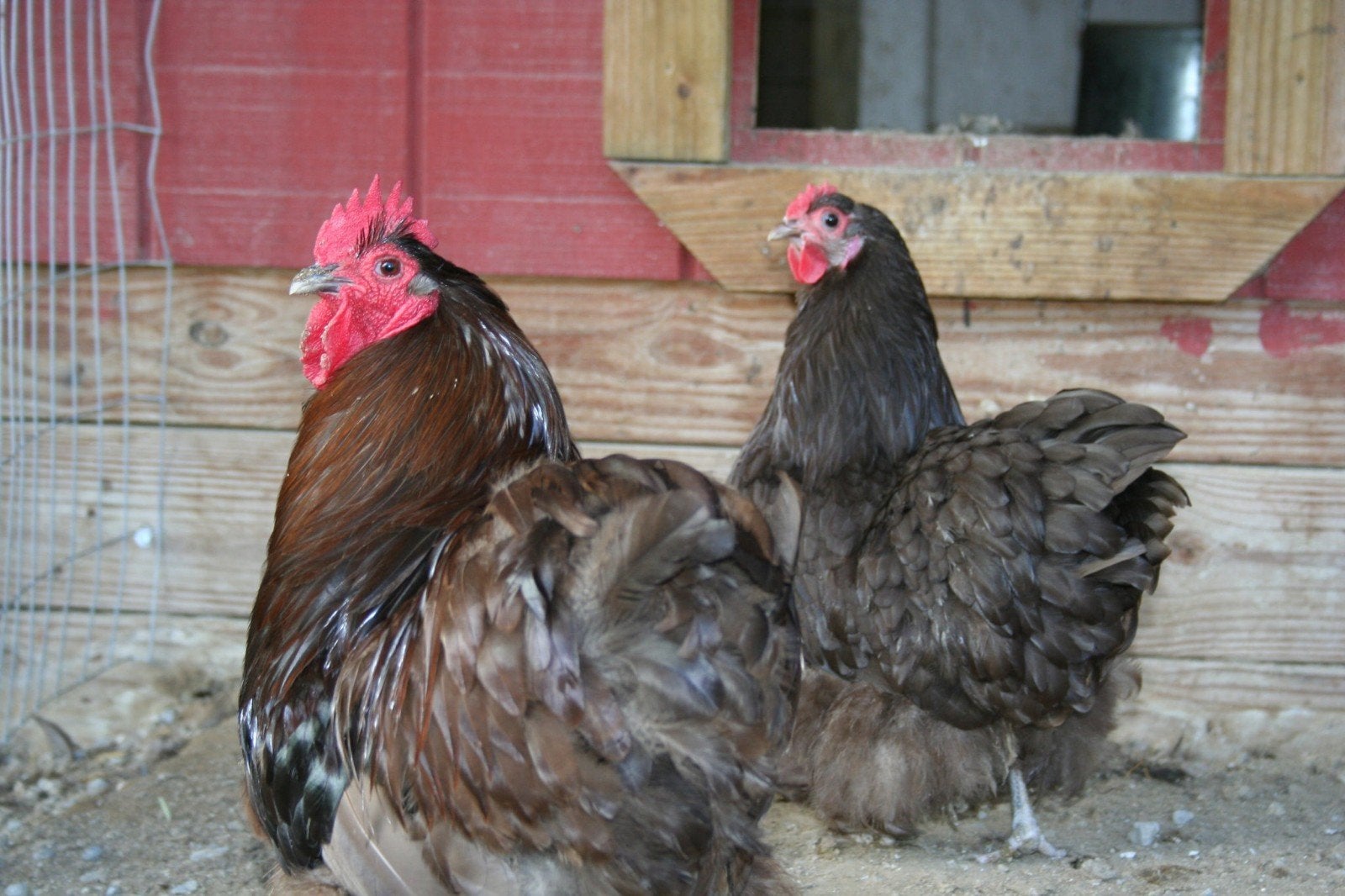 Ik ZOEK choco haan bv groot Orpington, Dieren en Toebehoren, Pluimvee, Mannelijk, Kip