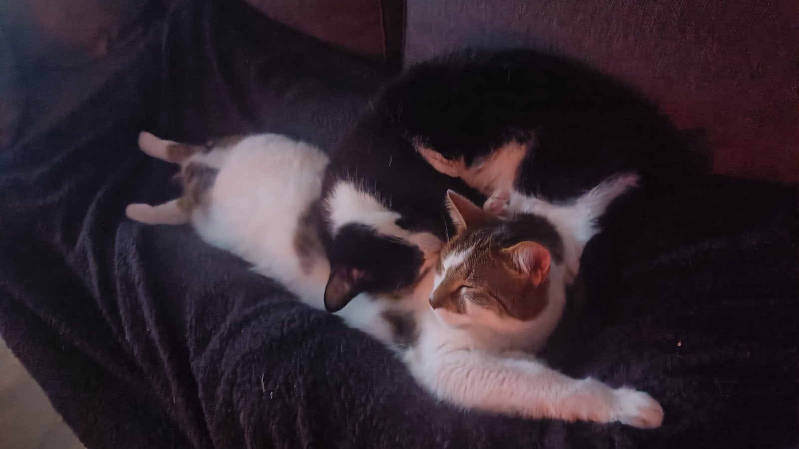 katten 2, Poes, 3 tot 5 jaar