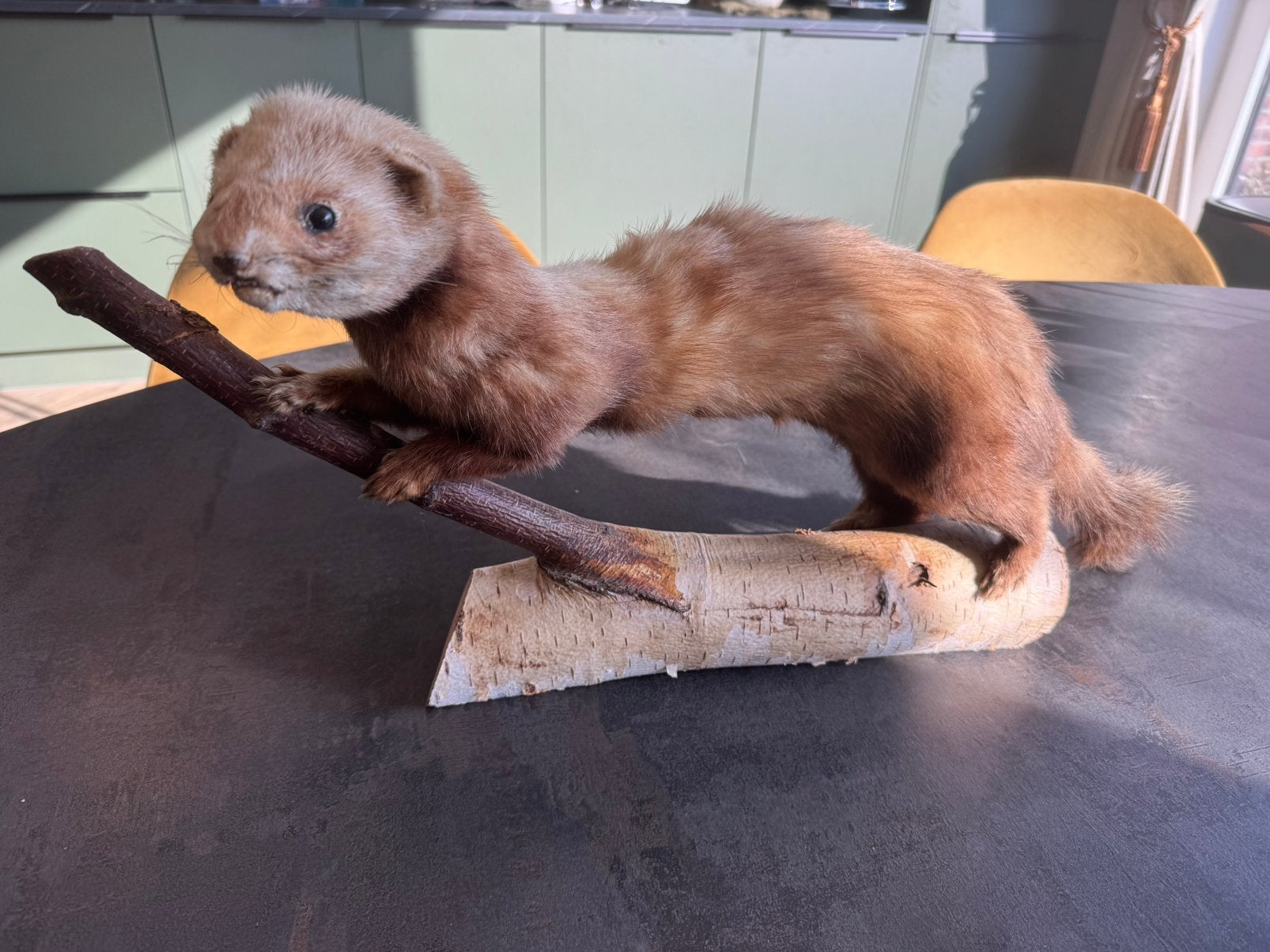 Hermelijn opgezet taxidermie, Verzamelen, Ophalen of Verzenden, Gebruikt, Wild dier, Opgezet dier