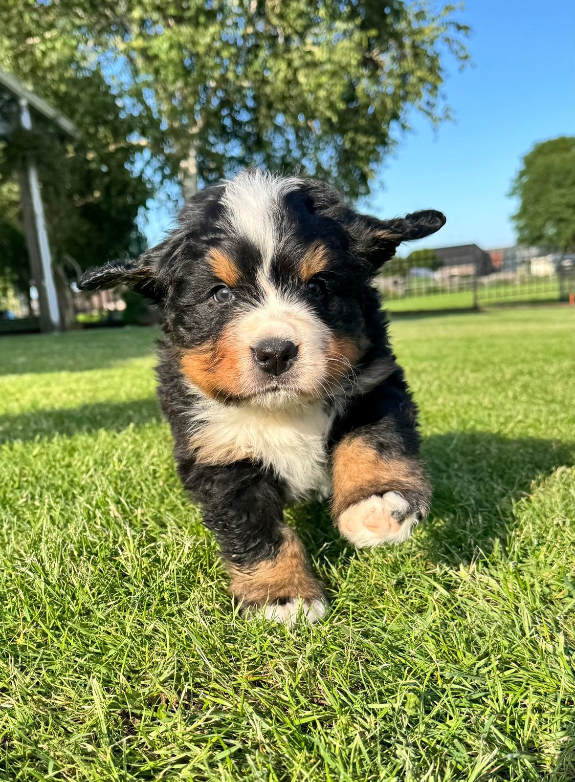 Nog één mooie  raszuivere Berner Sennen pup te koop; reutje, 8 tot 15 weken, Parvo, Meerdere, Nederland